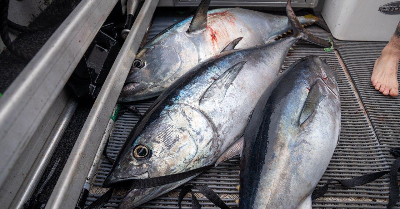 Blun fin tuna image for media