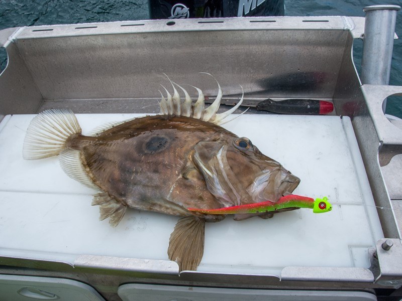 John dory