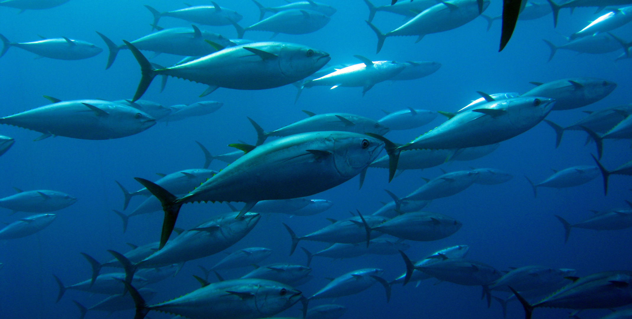 Tuna Picture 1