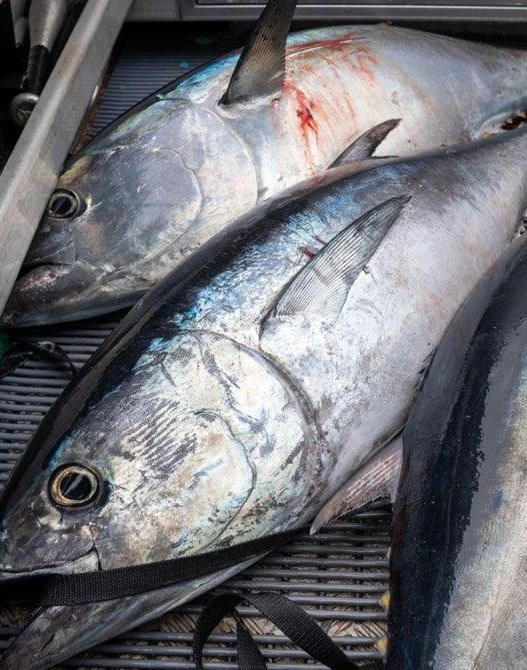 Blun fin tuna image for media
